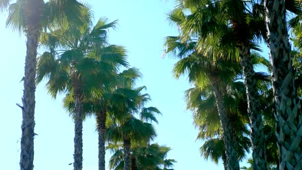 Fila di lunghe palme contro un cielo blu, messa a fuoco morbida, sfondo sfocato . — Video Stock