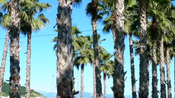Fila de palmeras largas contra un cielo azul, enfoque suave, fondo borroso . — Vídeo de stock