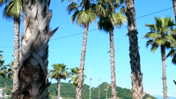 Fila di lunghe palme contro un cielo blu, messa a fuoco morbida, sfondo sfocato . — Video Stock