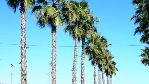 Fila di lunghe palme contro un cielo blu, messa a fuoco morbida, sfondo sfocato . — Video Stock