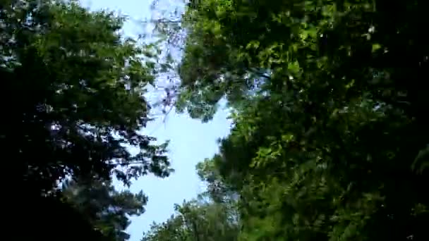 Vista dal finestrino di un'auto di passaggio, attraversando una foresta e una catena montuosa — Video Stock
