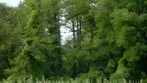 Utsikt från fönstret på en förbipasserande bil, kör förbi en skog och en bergskedjan — Stockvideo