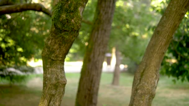 Grünes Moos an Baumstämmen im Fokus. verschwommener Sommerpark mit Spaziergängern im Hintergrund — Stockvideo