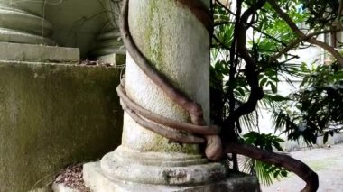 Kale kemerleri ve sütunlar yeşil sarmaşık ve liana ile dolaşık