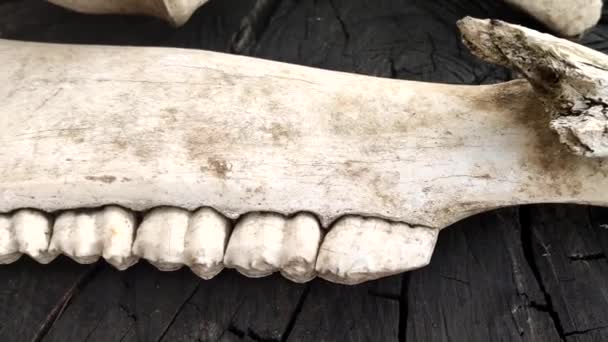 Крупным планом. челюсти мёртвого животного с большими зубами найдены лежащими на пне в лесу, вертикальное видео — стоковое видео