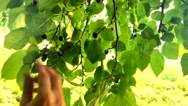 Крупным планом. Мужская рука собирает тутовую ягоду с дерева — стоковое видео