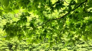 yeşil orman bir arka plan üzerinde yeşil yaprakları ile akçaağaç dalı.