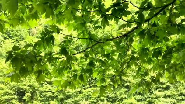 Кленовая ветвь с зелеными листьями на фоне зеленого леса . — стоковое видео