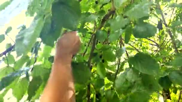 Primo piano. mano maschile raccoglie gelsi da un albero — Video Stock