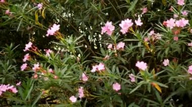 büyük çalı çiçekli oleander. arka plan dokusu. yeşil yaprakların bir arka plan üzerinde pembe çiçekler.