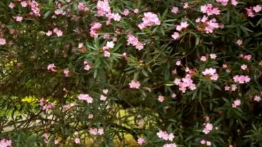 büyük çalı çiçekli oleander. arka plan dokusu. yeşil yaprakların bir arka plan üzerinde pembe çiçekler.