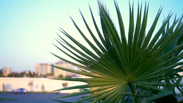 Palm leaf close-up on the background of the modern city. Bokeh in the background. — Stock Video