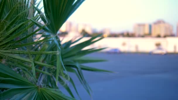 Palmblatt-Nahaufnahme vor dem Hintergrund der modernen Stadt. Bokeh im Hintergrund. — Stockvideo