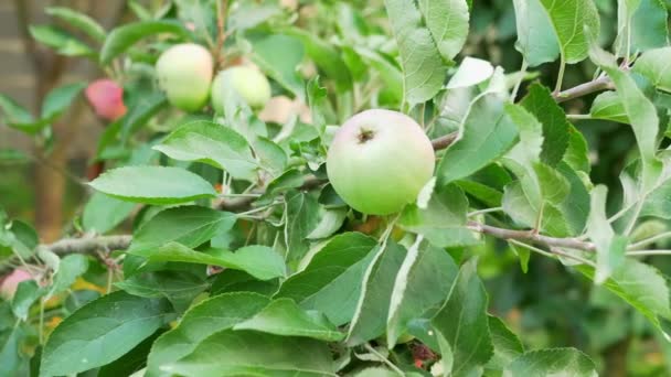 Γκρο πλαν. Πράσινα μήλα σε κλαδί δέντρου. — Αρχείο Βίντεο