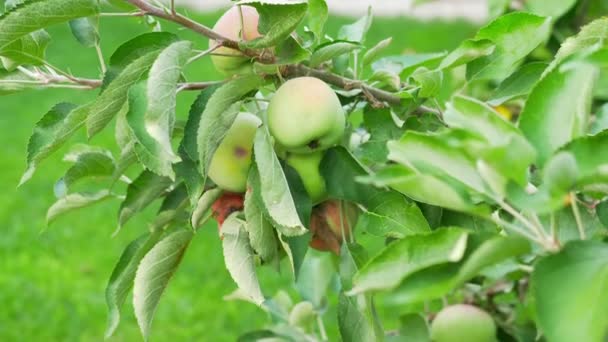 Close-up. Groene appels op een boomtak. — Stockvideo