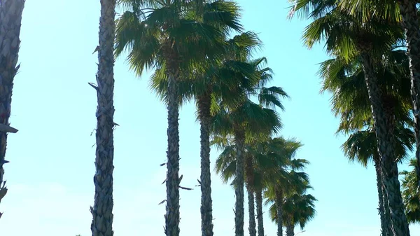 一排长棕榈树对蓝天,柔和的焦点,模糊的背景. — 图库照片