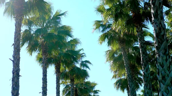 Rząd długich Palm na błękitne niebo, miękkie ostrości, niewyraźne tło. — Zdjęcie stockowe