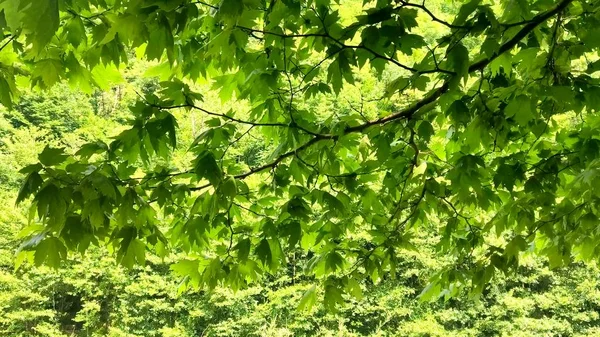 Кленова гілка з зеленим листям на фоні зеленого лісу . — стокове фото