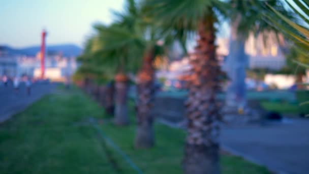 Hoja de palmera de primer plano en el fondo de la ciudad moderna. Bokeh en el fondo . — Vídeo de stock