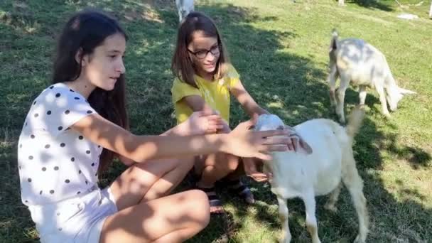 Vriendschap tussen kinderen en dieren. twee meisjes spelen met witte goatlings op het gazon tussen de bergen — Stockvideo