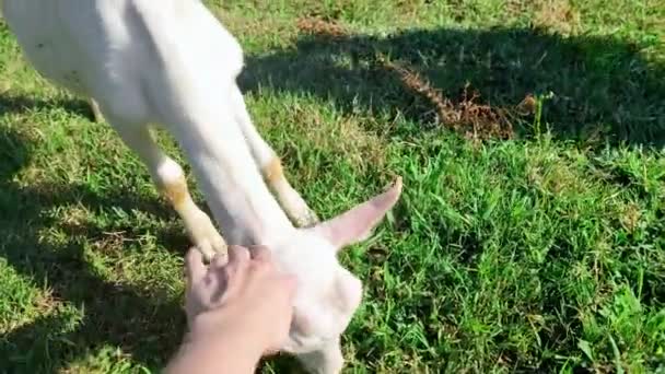 Amistad entre niños y animales. mano de las mujeres acaricia una cabra blanca en el césped . — Vídeos de Stock