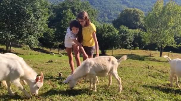 Amistad entre niños y animales. dos niñas juegan con cabras blancas en el césped entre las montañas — Vídeo de stock