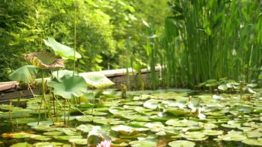 lotus tohumu. bataklık bir gölet te çiçek pembe lotus çalılıkları