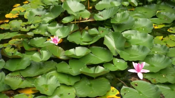 Moitas de lótus rosa em flor em uma lagoa pantanosa — Vídeo de Stock