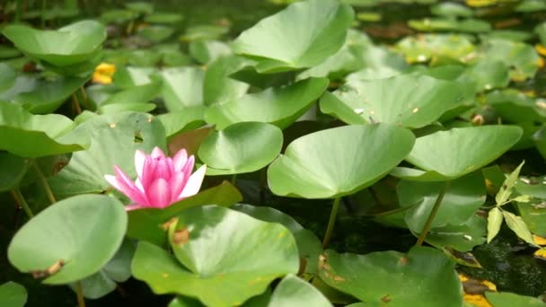Matorrales de lotos rosados en flor en un estanque pantanoso — Vídeo de stock