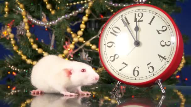 Ratinho branco perto do relógio no fundo da árvore de Natal. Cinco minutos para o Ano Novo dos Ratos. Símbolo do ano novo chinês — Vídeo de Stock