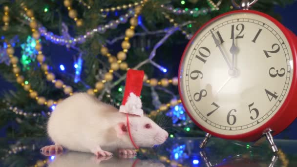 Kleine weiße Ratte mit Weihnachtsmütze, neben der Uhr auf dem Hintergrund des Weihnachtsbaums. Fünf Minuten bis zum Jahreswechsel. Symbol des chinesischen Neujahrs — Stockvideo