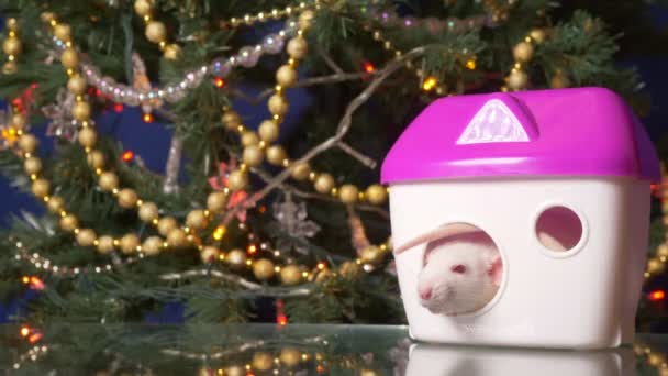 Ratto bianco, Simbolo del nuovo anno 2020. ratto metallico e la sua casa sullo sfondo dell'albero di Natale — Video Stock