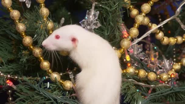 Weiße Ratte, Weihnachtstier 2020. sitzt auf einem Weihnachtsbaum zwischen goldenen und bunten Girlanden — Stockvideo