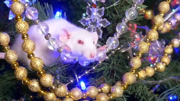 Beyaz sıçan, Noel hayvan 2020. altın ve çok renkli çelenk arasında bir Noel ağacı üzerinde oturur — Stok video