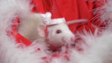 Küçük bir şapka santa beyaz sıçan kırmızı bir arka plan üzerinde bir Noel Baba şapka dışarı bakar. Noel kartı. 2020 yılı sembolü