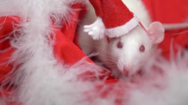 Küçük bir şapka santa beyaz sıçan kırmızı bir arka plan üzerinde bir Noel Baba şapka dışarı bakar. Noel kartı. 2020 yılı sembolü