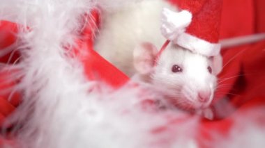 Küçük bir şapka santa beyaz sıçan kırmızı bir arka plan üzerinde bir Noel Baba şapka dışarı bakar. Noel kartı. 2020 yılı sembolü