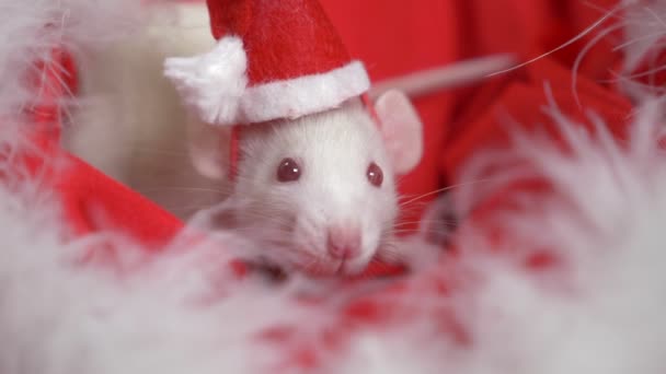 Rata blanca en una pequeña gorra Santa mira desde un sombrero de Santa sobre un fondo rojo. Tarjeta de Navidad. símbolo del año 2020 — Vídeo de stock