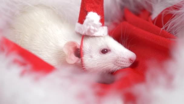 Білий щур у маленькій шапці Санта виглядає з капелюха Санти на червоному тлі. Різдвяна листівка. символ року 2020 — стокове відео