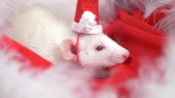 Rata blanca en una pequeña gorra Santa mira desde un sombrero de Santa sobre un fondo rojo. Tarjeta de Navidad. símbolo del año 2020 — Vídeo de stock