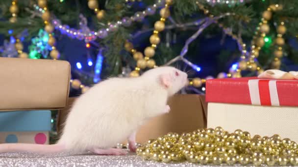 Liten vit råtta på en bakgrund av julgran och gåvor. djur symbol för 2020 på den kinesiska kalendern — Stockvideo