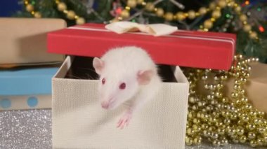 Küçük bir beyaz sıçan bir Noel ağacı ve hediyeler arka plan karşı bir hediye kutusundan peeks. Çin takviminde 2020 hayvan sembolü