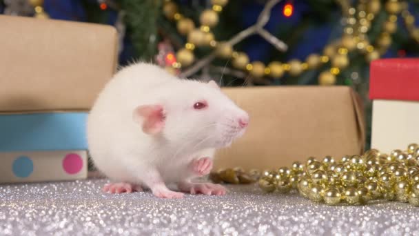 Little white rat on a background of Christmas tree and gifts. animal symbol of 2020 on the Chinese calendar — Stock Video