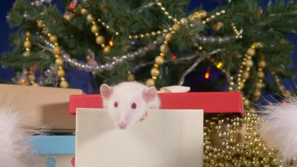 En liten vit råtta kikar ut ur en presentask mot bakgrund av en julgran och gåvor. djur symbol för 2020 på den kinesiska kalendern — Stockvideo