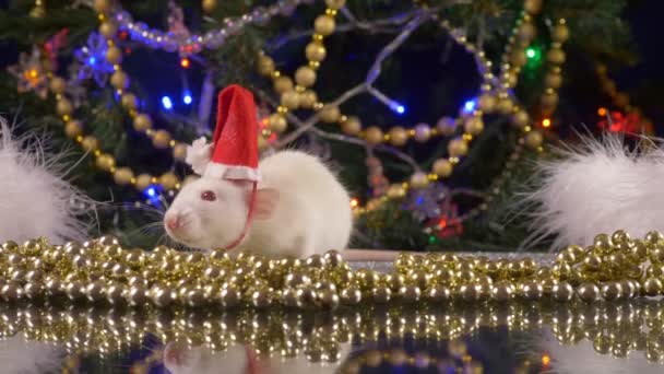 Eine kleine weiße Ratte in einer Weihnachtsmütze vor dem Hintergrund des Weihnachtsbaums blickt in die Kamera. Tiersymbol des Jahres 2020 im chinesischen Kalender — Stockvideo