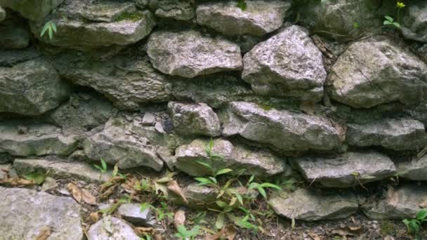 Фонова текстура кам'яної стіни з травою і мохом — стокове відео