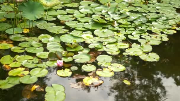 Lótusz magok. cserjések a rózsaszín lotuses a virágzás egy mocsaras tó — Stock videók
