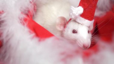 Küçük bir şapka santa beyaz sıçan kırmızı bir arka plan üzerinde bir Noel Baba şapka dışarı bakar. Noel kartı. 2020 yılı sembolü