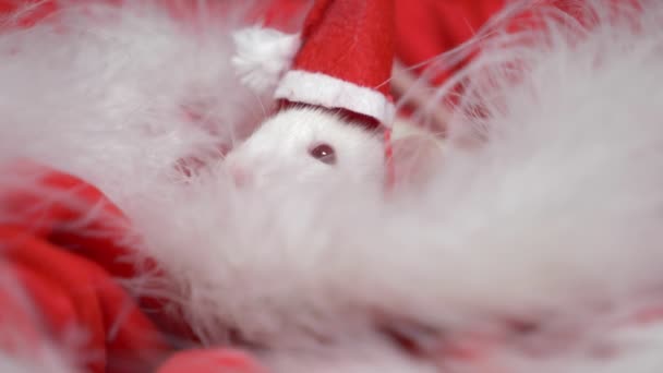 Rata blanca en una pequeña gorra Santa mira desde un sombrero de Santa sobre un fondo rojo. Tarjeta de Navidad. símbolo del año 2020 — Vídeo de stock