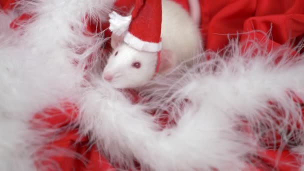 Rata blanca en una pequeña gorra Santa mira desde un sombrero de Santa sobre un fondo rojo. Tarjeta de Navidad. símbolo del año 2020 — Vídeos de Stock